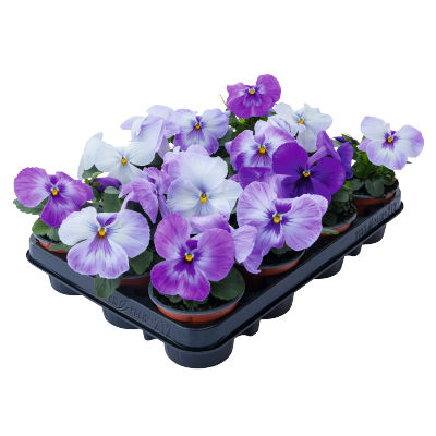 
                        Viola
             
                        wittrockiana F₁
             
                        Inspire® Plus
             
                        Marina Lavender
            