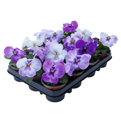 Viola wittrockiana F₁ Inspire® Plus Marina Lavender | Benary