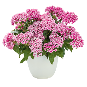 Graffiti® Flirty Pink