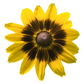 Rudbeckia hirta Denver Daisy 