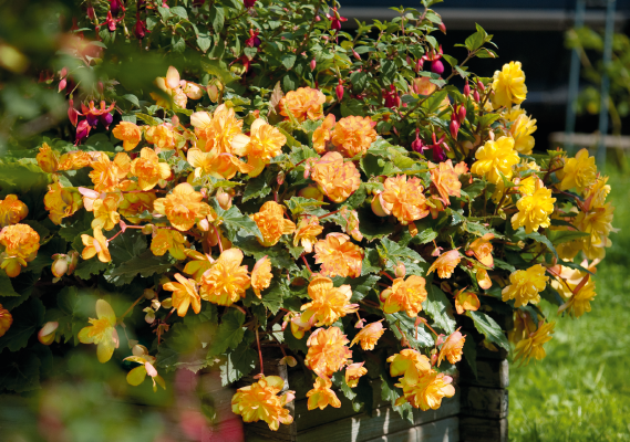 Begonia tuberhybrida F₁ Illumination® Apricot Shades | Benary