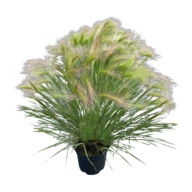 Hordeum jubatum Ricky 