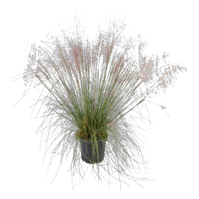 Muhlenbergia capillaris Ruby 