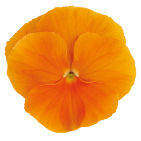  Inspire® Plus Orange