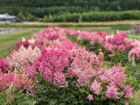 Astilbe arendsii Showstar®