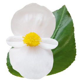 BIG® DeluXXe White Green Leaf