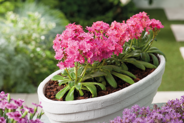 
                        Lewisia
             
                        cotyledon
             
                        Elise
             
                        Ruby Red
            