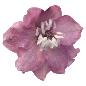 Magic Fountains Cherry Blossom White Bee