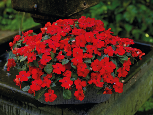 
                        Impatiens
             
                        walleriana F₁
             
                        Lollipop
             
                        Cherry (Red)
            