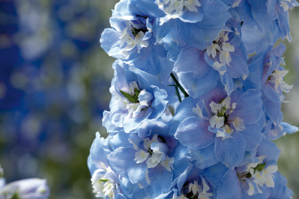 
                        Delphinium
             
                        elatum
             
                        Magic Fountains
             
                        Sky Blue White Bee
            