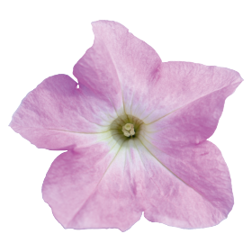   SUCCESS! HD Light Pink