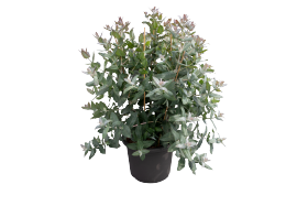 Eucalyptus globulus StyX 