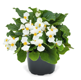 Begonia
x benariensis F₁
BIG DeluXXe
White Green Leaf