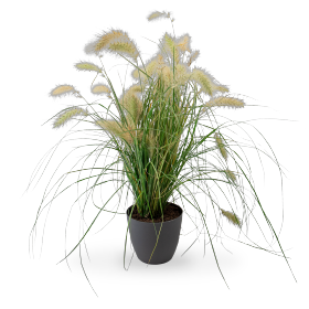 Pennisetum villosum Fluffy 