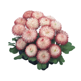 
                        Bellis
             
                        perennis
             
                        Habanera®
             
                        White Red Tips
            