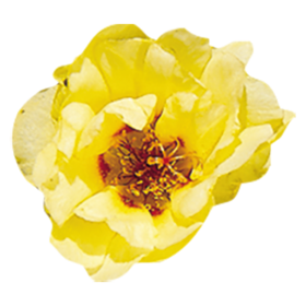   Sundial Yellow
