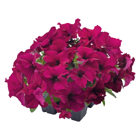 Petunia x hybrida F₁ SUCCESS!® 360° Burgundy IMPROVED