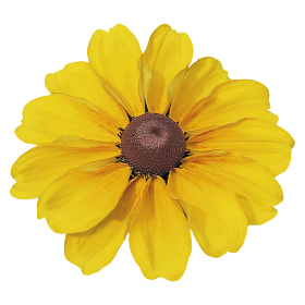 Rudbeckia hirta Toto® Gold