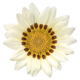 Talent® White