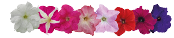 
                        Petunia
             
                        x hybrida grandiflora F₁
             
                        SUCCESS! HD
            