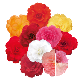 Begonia tuberhybrida F₁ Nonstop® Mocca 