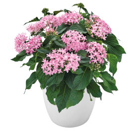   Graffiti® Pink