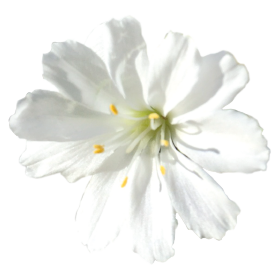 Lewisia cotyledon Elise White
