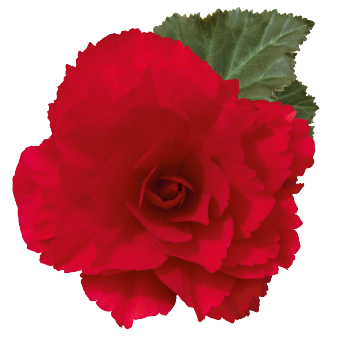
                        Begonia
             
                        tuberhybrida F₁
             
                        Nonstop Joy®
             
                        Red
            