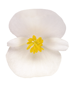   Nightlife White