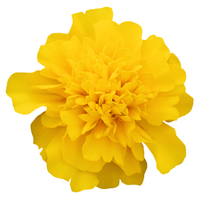   Super Hero Deep Yellow