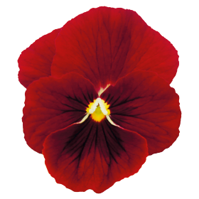   Admire® Red Blotch