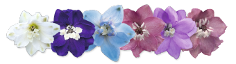 Delphinium
elatum
Magic Fountains
Crystal Mix