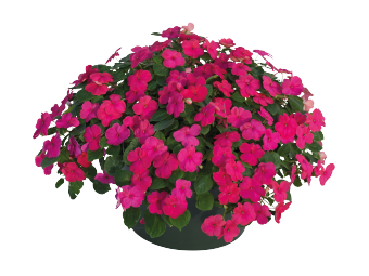 
                        Impatiens
             
                        walleriana F₁
             
                        Lollipop
             
                        Fruit Punch (Rose)
            