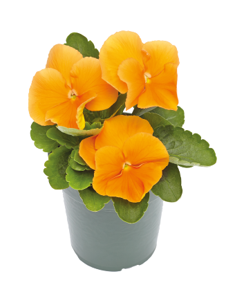 
                        Viola
             
                        wittrockiana F₁
             
                        Inspire® Plus
             
                        Orange
            