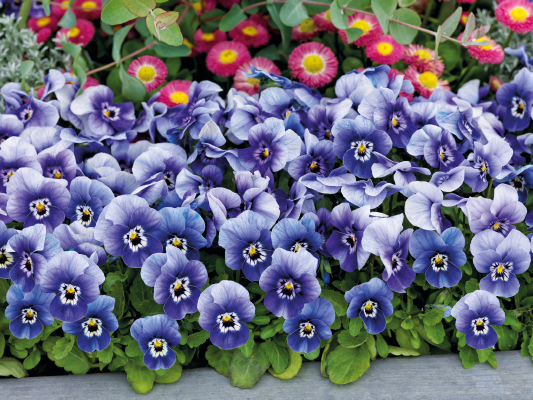 
                        Viola
             
                        cornuta F₁
             
                        Admire®
             
                        Deep Marina
            