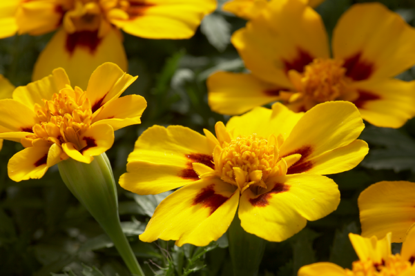 
                        Tagetes
             
                        patula
             
                        Disco
             
                        Marietta
            