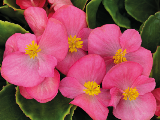 
                        Begonia
             
                        semperflorens F₁
             
                        Sprint Plus
             
                        Rose
            