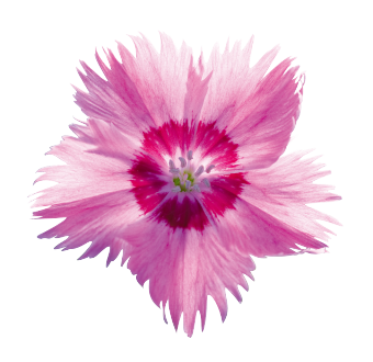 
                        Dianthus
             
                        gratianopolitanus
             
                        RoseQuartz
            