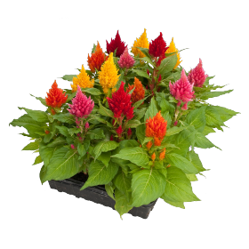 Celosia plumosa Glorious 