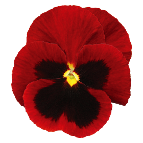 Inspire® DeluXXe Red Blotch