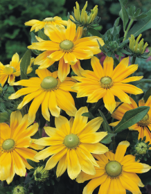 Rudbeckia hirta Prairie Sun