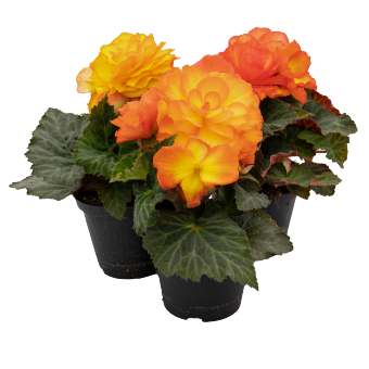 Begonia tuberhybrida F₁ Nonstop® Flame | Benary