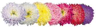
                        Callistephus
             
                        chinensis
             
                        Matador®
             
                        Salmon Pink
            