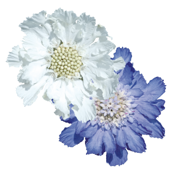 
                        Scabiosa
             
                        caucasica
             
                        Fama®
            