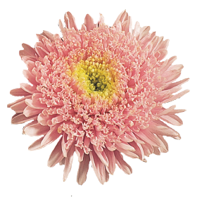 Standy Light Pink