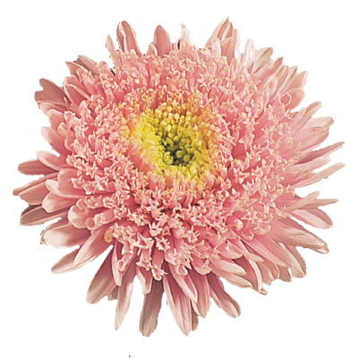 
                        Callistephus
             
                        chinensis
             
                        Standy
             
                        Light Pink
            