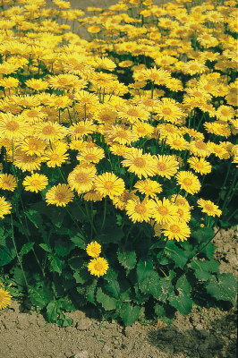 
                        Doronicum
             
                        orientale
             
                        Little Leo
            