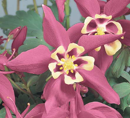 Aquilegia
hybrida F₁
Spring Magic®
Rose & Ivory