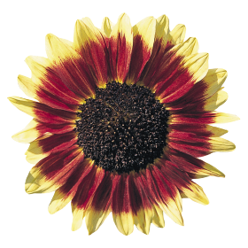 Helianthus annuus Florenza 