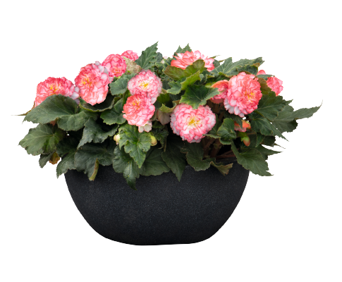 
                        Begonia
             
                        tuberhybrida F₁
             
                        Nonstop®
             
                        Rose Picotee
            